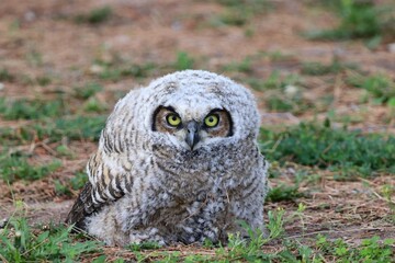 Owlet on the Ground