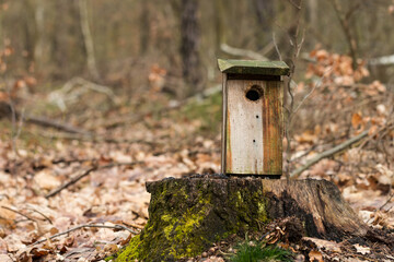 forest birdhouse
