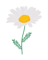 chamomile flower illustration