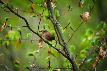Brown bird sitting in a tree.
