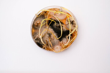 photo of fungi growth on agar media in petri dish