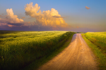Summer natural landscape. Dirt road through a green wheat field.  Sunrise over the field