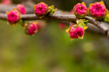 tree blossom