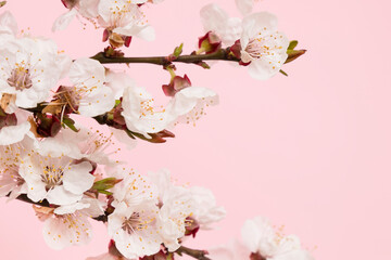 Obraz na płótnie Canvas Frame from cherry flowers on a pink background.