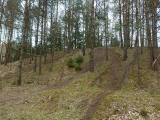 path in the woods