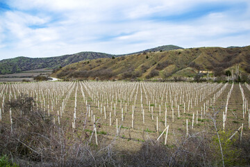 Fototapeta na wymiar Vineyard valley, vines are tied in even rows. A fertile valley among the hills. Rows of vineyards in spring.