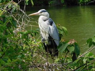 池の畔の木の枝に留まるアオサギ