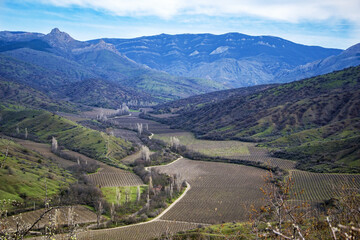 Fototapeta na wymiar Rural landscape, vineyards dotted among the hills. Early spring grapes are tied in even rows, farming. Environmentally friendly product. Spring scenic rural landscape.