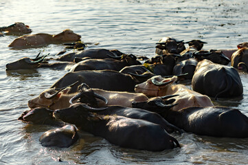 A group of buffalo that villagers in Sakon Nakhon Province brought to raise in Nong Han Lake.