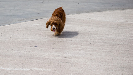 A sad cocker spaniel walks along the asphalt road. A lonely dog is walking along the road.