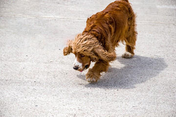 A sad cocker spaniel walks along the asphalt road. A lonely dog is walking along the road.
