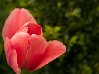 red tulip flower in the garden