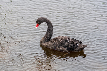 Rare black swan swimming in a dirty lake or pond, close up