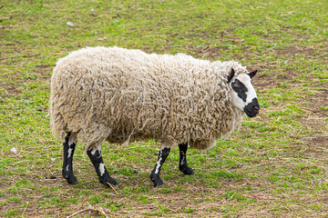 Kerry Hill sheep, is a breed of domestic sheep originating in the county of Powys in Wales, with white wool is white, and their legs are white with black markings grazing the grass