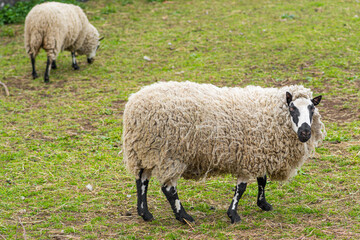 Obraz premium Kerry Hill sheep, is a breed of domestic sheep originating in the county of Powys in Wales, with white wool is white, and their legs are white with black markings grazing the grass with lambs