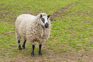 Fototapeta premium Kerry Hill sheep, is a breed of domestic sheep originating in the county of Powys in Wales, with white wool is white, and their legs are white with black markings grazing the grass