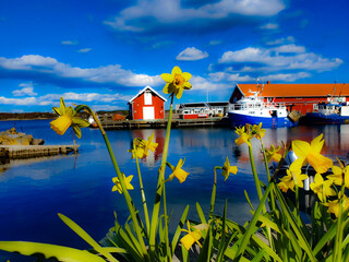 yellow flowers against the background of blue sky and water - Nevlunghavn