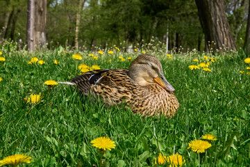Wild duck resting on green grass on a sunny day.