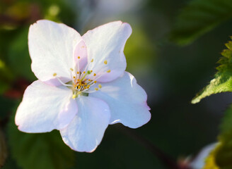 Wild apple blossom, macro photography, selective focus, horizontal orientation.