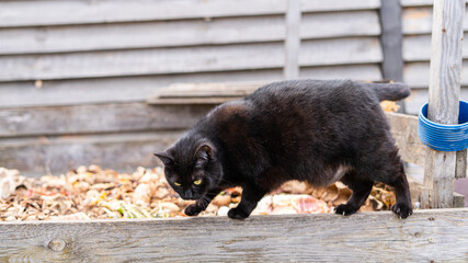 A beautiful black cat walks on a thin board against the background of a compost heap
