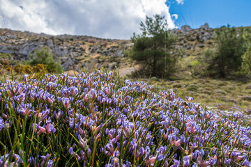 Wild plant with purple flowers (Erinacea Anthyllis), typical of the Mediterranean mountains, on a sunny and cloudy day. 