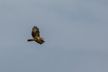 A common buzzard in the air