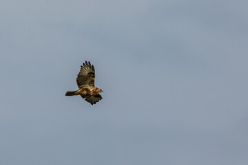 A common buzzard in the air