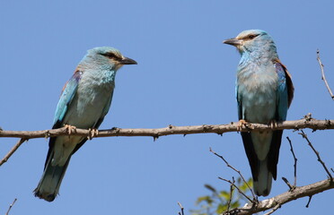 European Roller on branch, Coracias garrulus