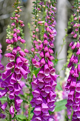 Blühender Roter Fingerhut, Digitalis purpurea, im Wald