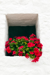 Vibrant red busy lizzie flowers in a concave window in whitewash building . - 431768496