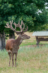 Naklejka na ściany i meble The Red Deer (Cervus elaphus) in farm, Poland