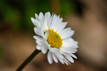 Obraz premium White flower with blurred background