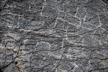 An old gray wall with branches of climbing plants without leaves in spring as a background, covered with old dry vines of the ivy plant. Background of antique stone wall with dry climbing plant.
