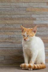 Filhote de gato sem raça definida sentado, com os olhos fechados.