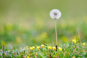 White Dandelion and flowers on a meadow with blured background