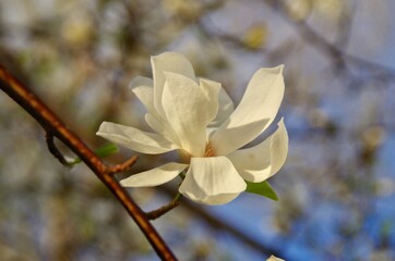 magnolia flower