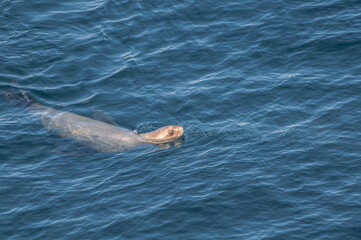 Obraz premium Fishing Steller's Sea Lion (Eumetopias jubatus) at sea off Chowiet Island, Semidi Islands, Alaska, USA
