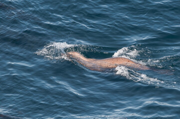 Fishing Steller's Sea Lion (Eumetopias jubatus) at sea off Chowiet Island, Semidi Islands, Alaska, USA