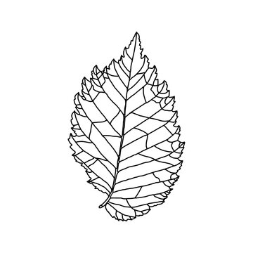 Stylized drawing of leaf of an elm tree with decorative veins isolated on a white background. Vector illustration. Design element for coloring book, card, invitation, banner, poster in line art style