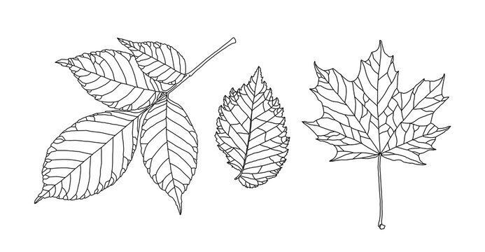 Set of leaves of different trees. Ash, maple, elm leaves in a veined line graphic on a white background. Vector illustration. Design elements for coloring, invitation, banner, print, poster.