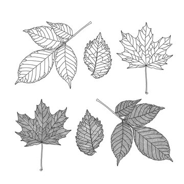 Set of leaves of different trees. Ash, maple, elm leaves in veined line graphic on white background. Vector illustration. Design elements for coloring, invitation, banner, print, poster.