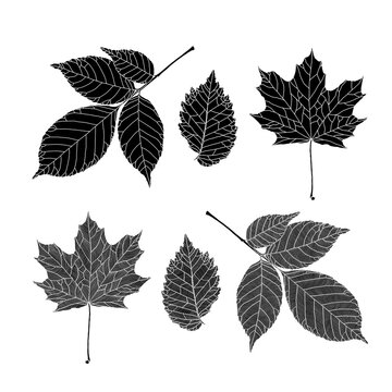 Set of silhouettes of leaves of various trees. Ash, maple, elm leaves in veined line graphic on white background. Vector illustration. Decorative elements for card, invitation, banner, poster, print
