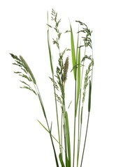 Green grass in spring isolated on white background with clipping path
