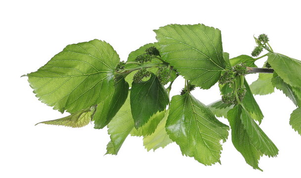 Young, green, unripe mulberries with twig, branch and leaves isolated on white background