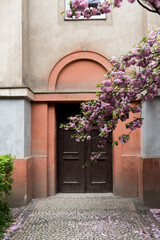 Fototapeta na wymiar Pink cherry blossom and ancient door