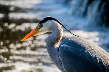 great blue heron