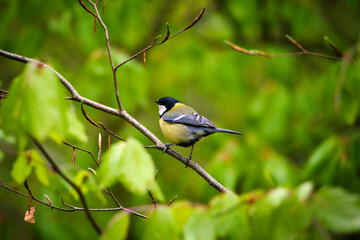Small yellow bird sitting on a branch.