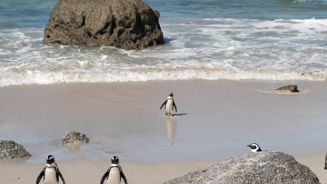 African penguins at Boulders Beach in Simons Town, near Cape Town, South Africa. 