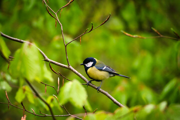 Small yellow bird sitting on a branch.