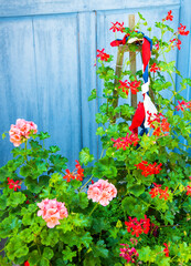 France. Geranium flowers with French flag color ribbons and wooden countryside house door at...